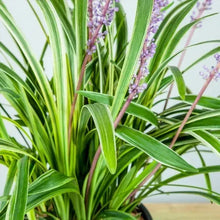 Ornamental grass clump with green blades and purple-tinted flower stems