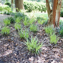 Green grass clumps planted in yard around tree trunks