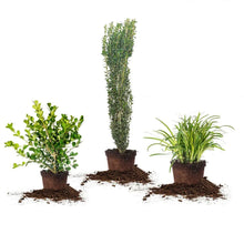 Three potted landscape plants in soil-filled pots with green foliage