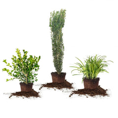 1 Gal. Home Garden Collection, 8-pack