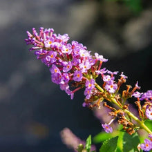 Purple butterfly bush flower cluster with small buds on green stems