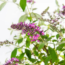 Purple butterfly bush blossoms on leafy green stems