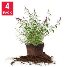 Butterfly bush plant in a pot, 4-pack