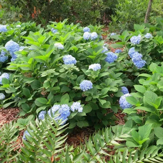 1 Gal. Home Garden Collection, 8-pack
