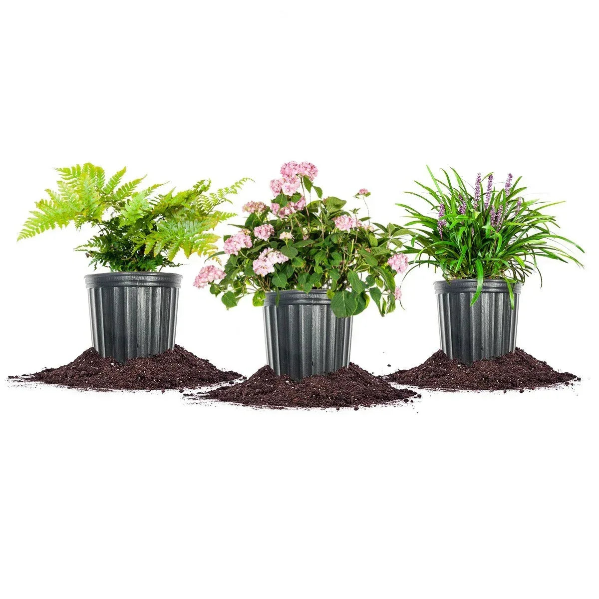 1 Gal. Home Garden Collection, 8-pack