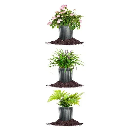 1 Gal. Home Garden Collection, 8-pack