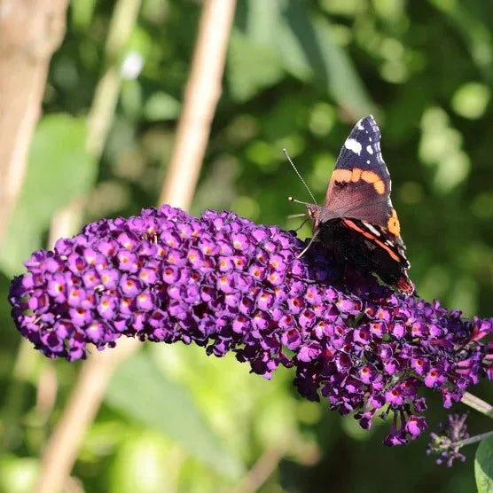 1 Gallon Butterfly Bush, 4-pack