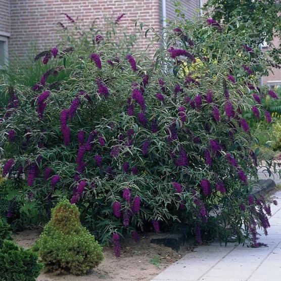 1 Gallon Butterfly Bush, 4-pack