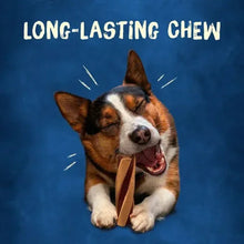 Small/medium breed dog chewing a long-lasting chew treat stick