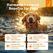 Turmeric-powered dog supplement promo graphic with a dog in shallow water