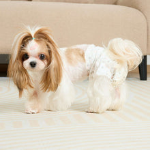 Female dog wearing disposable diapers, white diaper with blue inner and waist fit