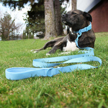 Blue cushioned dog leash with soft handle on a medium dog outdoors