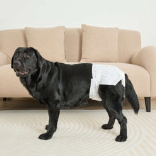 Disposable dog diaper on a black female dog, secured with adjustable waistband