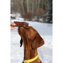 Dog holding a strip of brown beef jerky treat with chew tag on collar