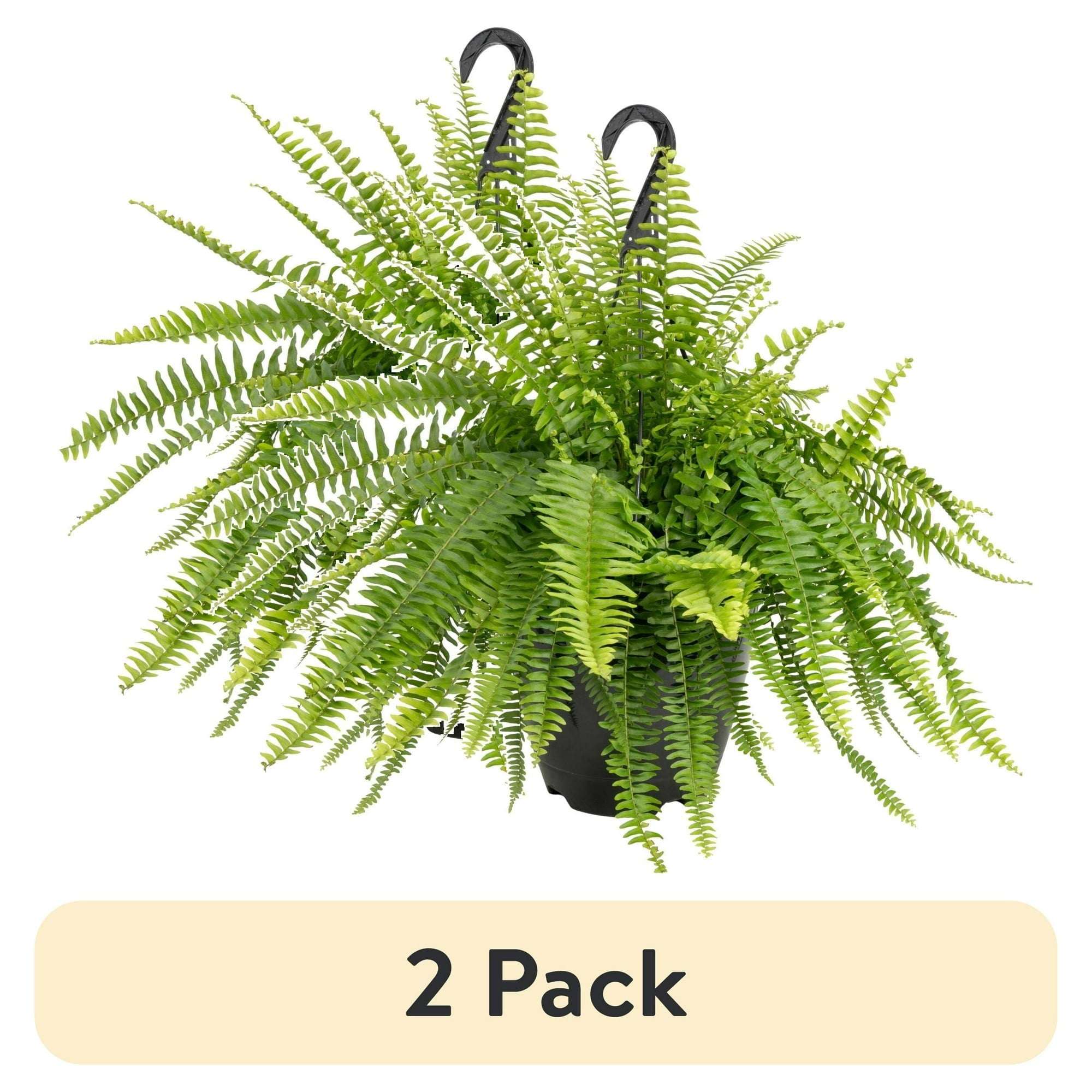 Expert Gardener 22" Tall Boston Fern Live House Plants in 10" Hanging Basket