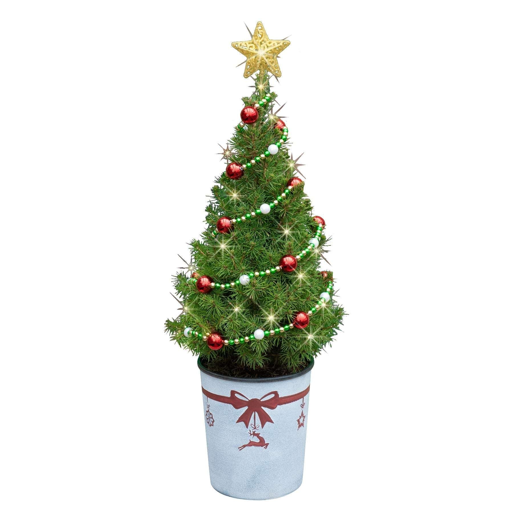 22" Live North Star Small Table Top Tree