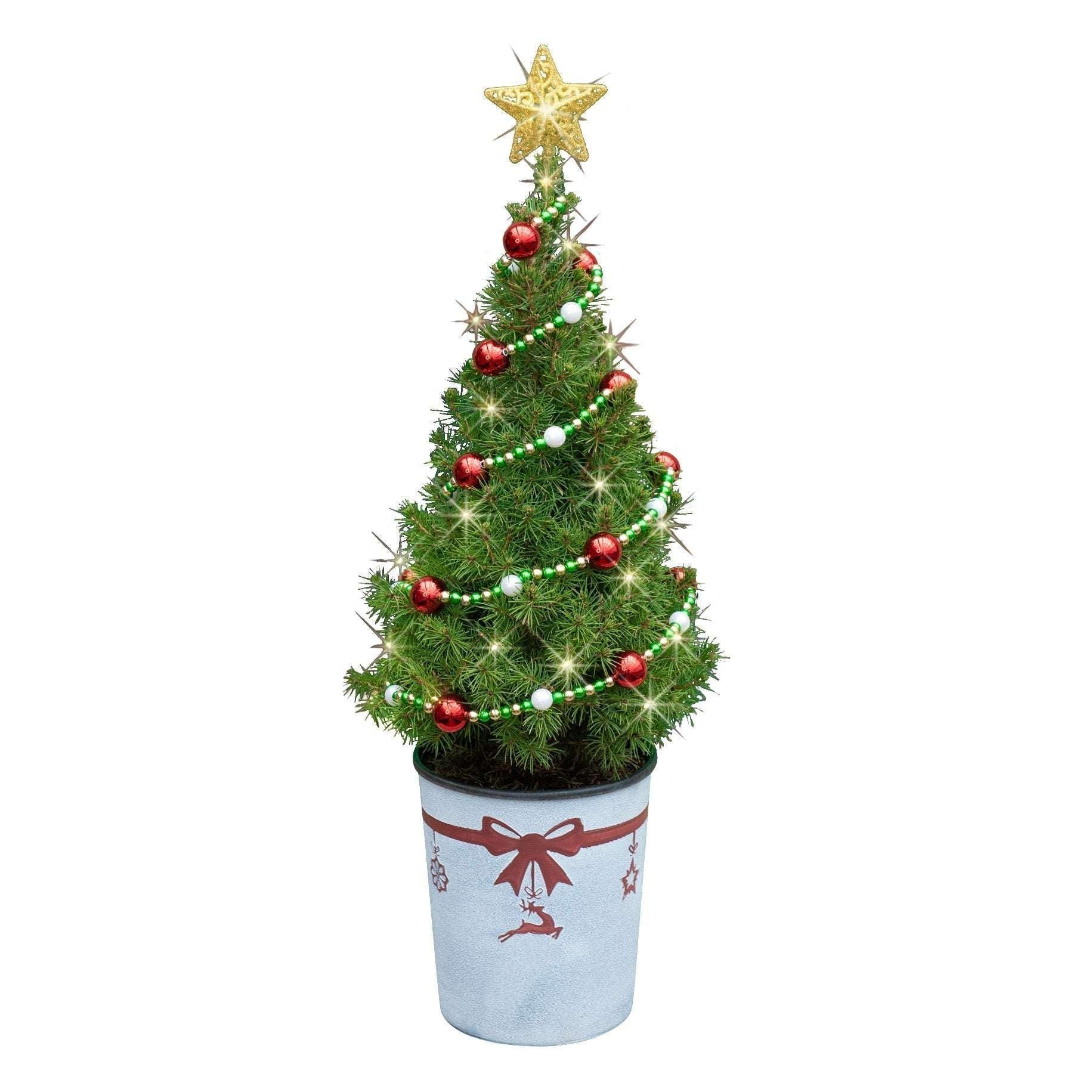 22" Live North Star Small Table Top Tree
