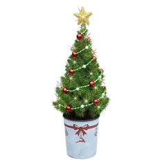 22" Live North Star Small Table Top Tree