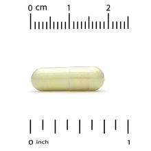 Light yellow capsule beside 0–2 cm scale, approx 1 inch long