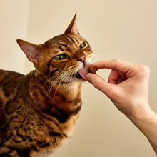 Cat calming bite treats with tabby cat eating a small brown chew from a hand