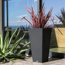 Tapered dark planter holding red and green spiky plants outdoors