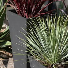 Tapered dark planter close-up with green and burgundy spiky plants