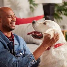 Dog receiving a treat from a person’s hand while seated on a couch