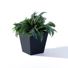 Black square planter with green fern-like plants