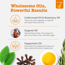 Flea and tick shampoo ingredient infographic with essential oils