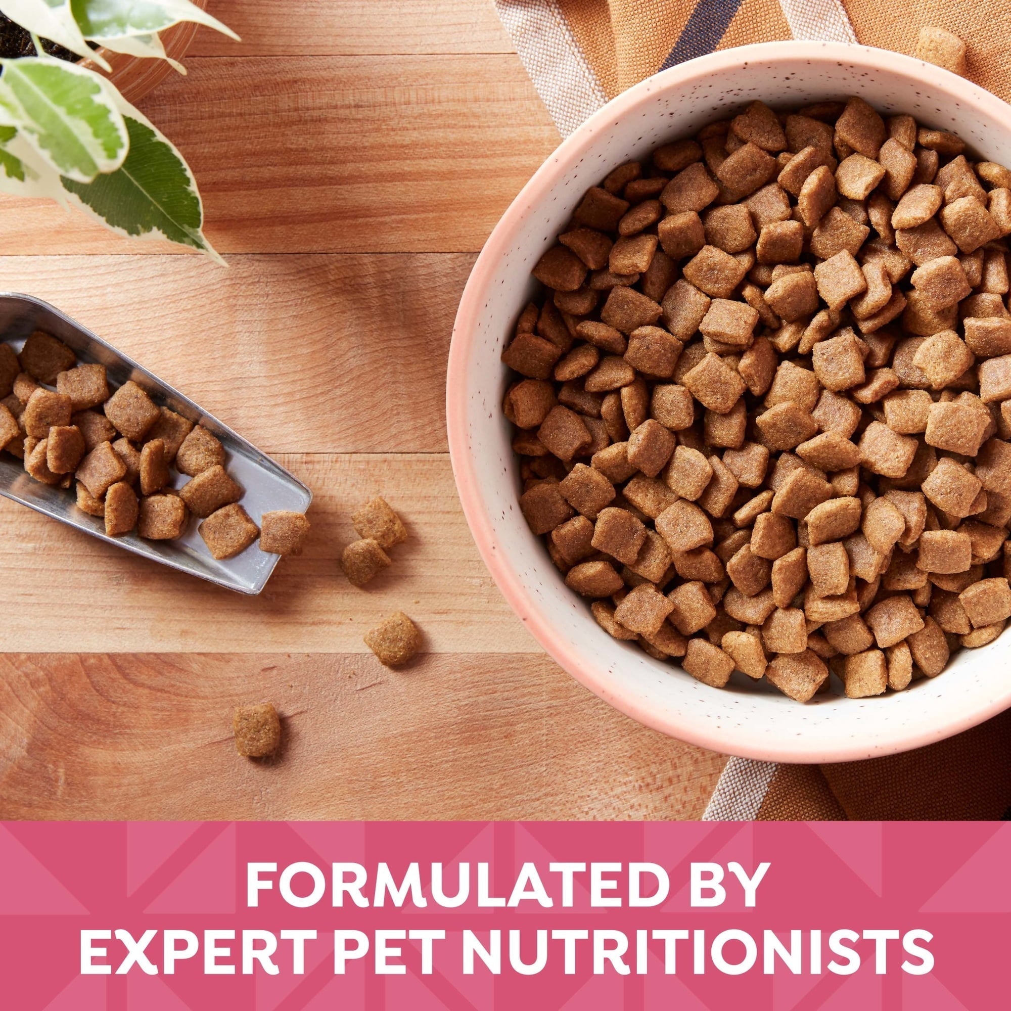 Nature's Recipe Grain Free Salmon, Sweet Potato & Pumpkin Dry Dog Food