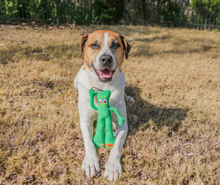 Dog holding a green plush character toy in a field, smiling face visible