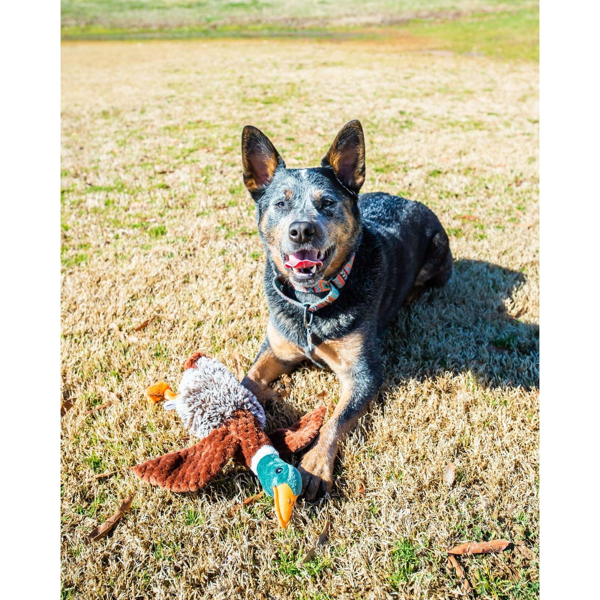 (3 pack) Vibrant Life Plush Duck Dog Toy with Honker