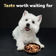 Wet dog food bowl with meat, white dog looking at the meal
