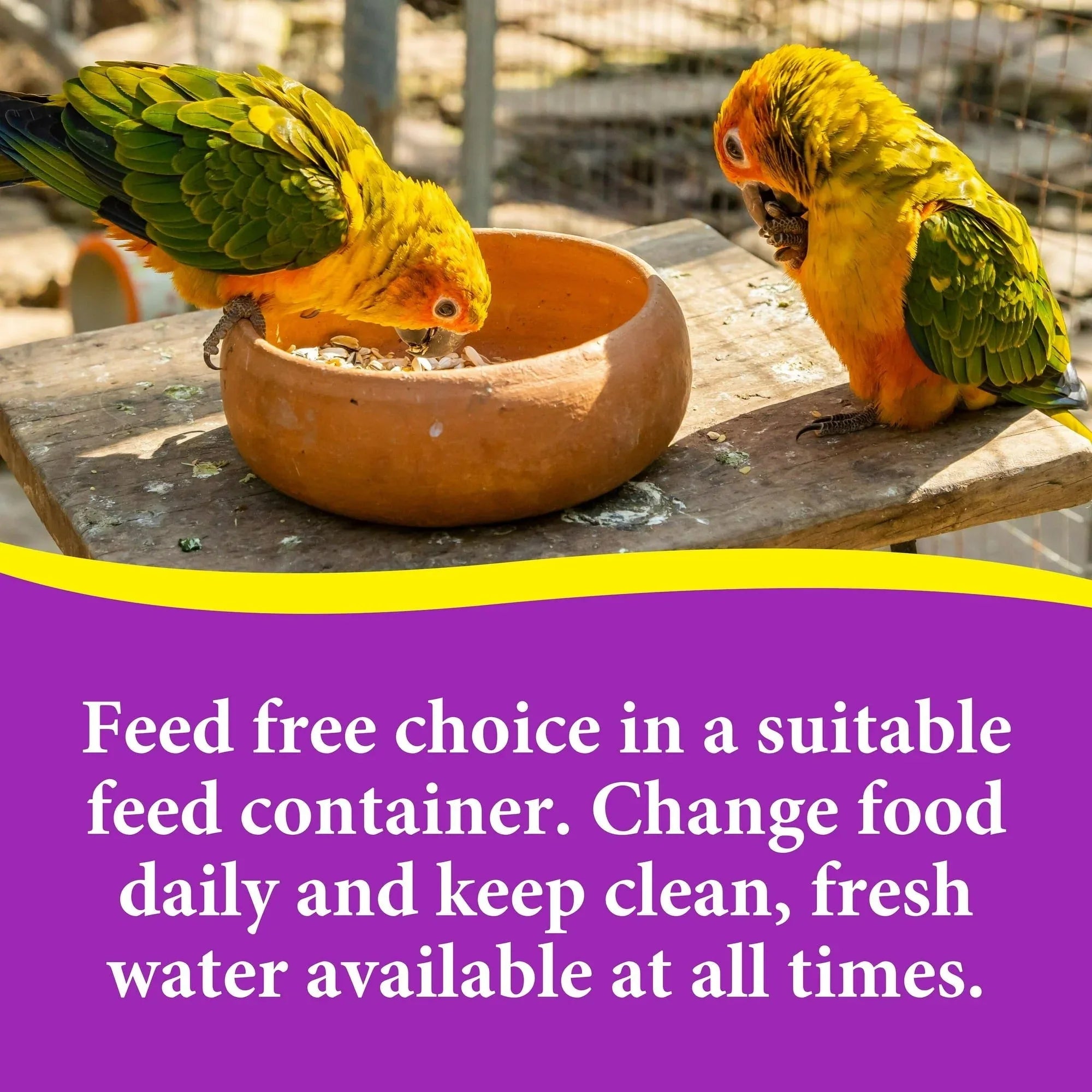 3-D Pet Products Premium Cockatiel Bird Food Seeds, with Probiotics, 4.5 lb. Stay Fresh Jar - USA MEGA SHOP