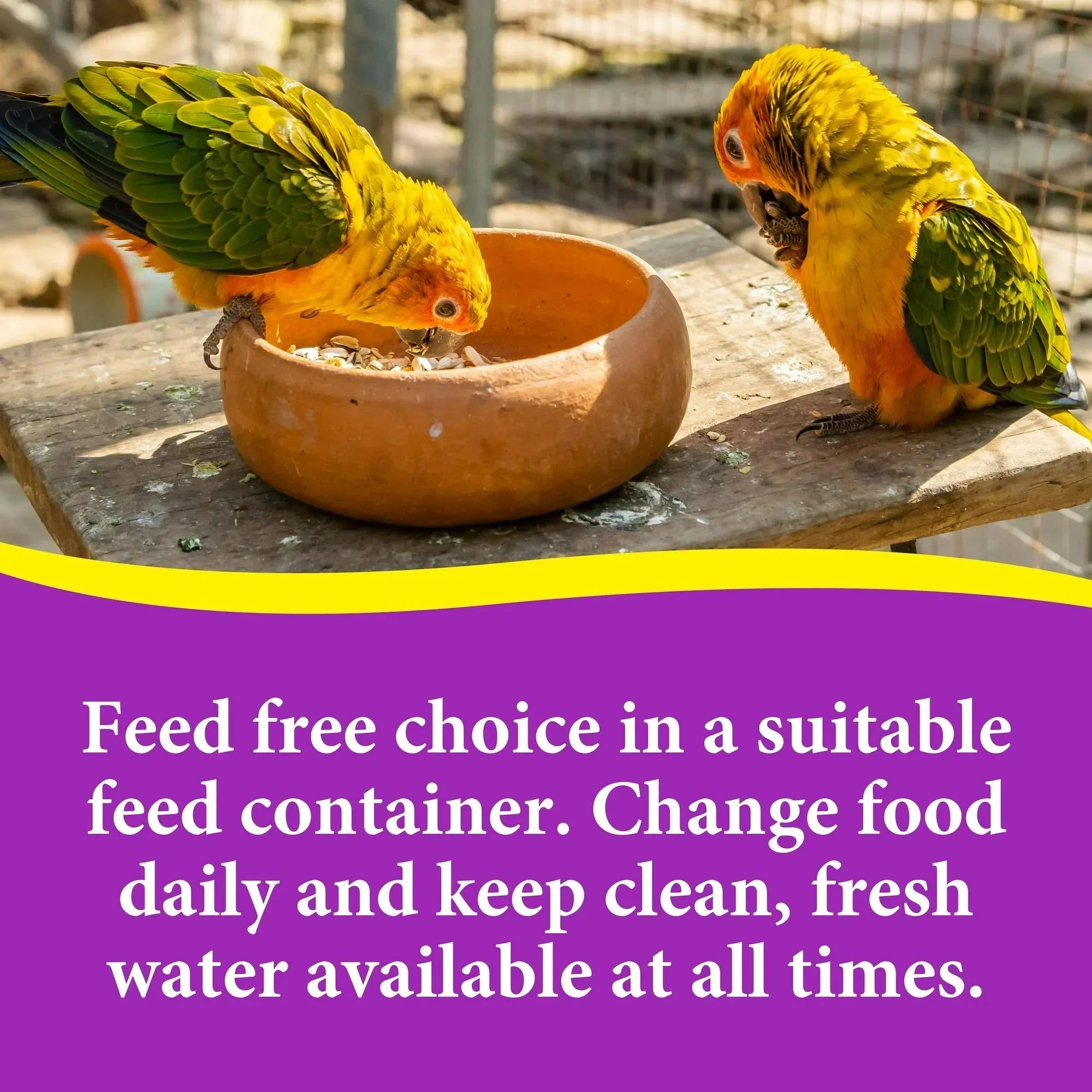 3-D Pet Products Premium Cockatiel Bird Food Seeds, with Probiotics, 4.5 lb. Stay Fresh Jar