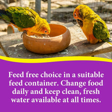 Two parrots eating from a terracotta bowl on a wooden surface