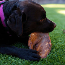 Dog chewing a smoked pig ear dog treat on green grass