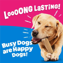 Purina Busy Bone dog chew treat with golden retriever holding it