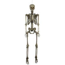 Poseable skeleton figure, full-body front view with articulated arms and legs