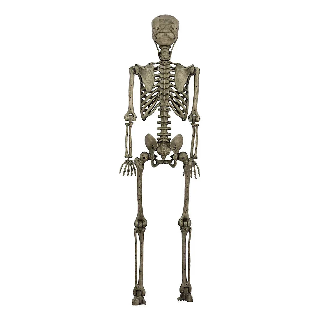 Berkley Jensen 5' Poseable Skeleton