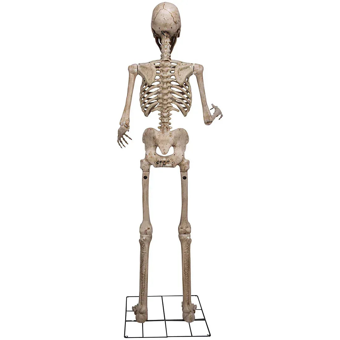 Berkley Jensen 8' Giant Poseable Skeleton with Lighted Eyes and Sound