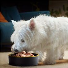White Westie eating wet dog food from a black bowl