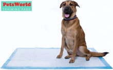 Dog training pad under sitting dog, 36x36 in