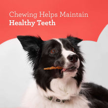 Black and white dog holding an orange chew stick