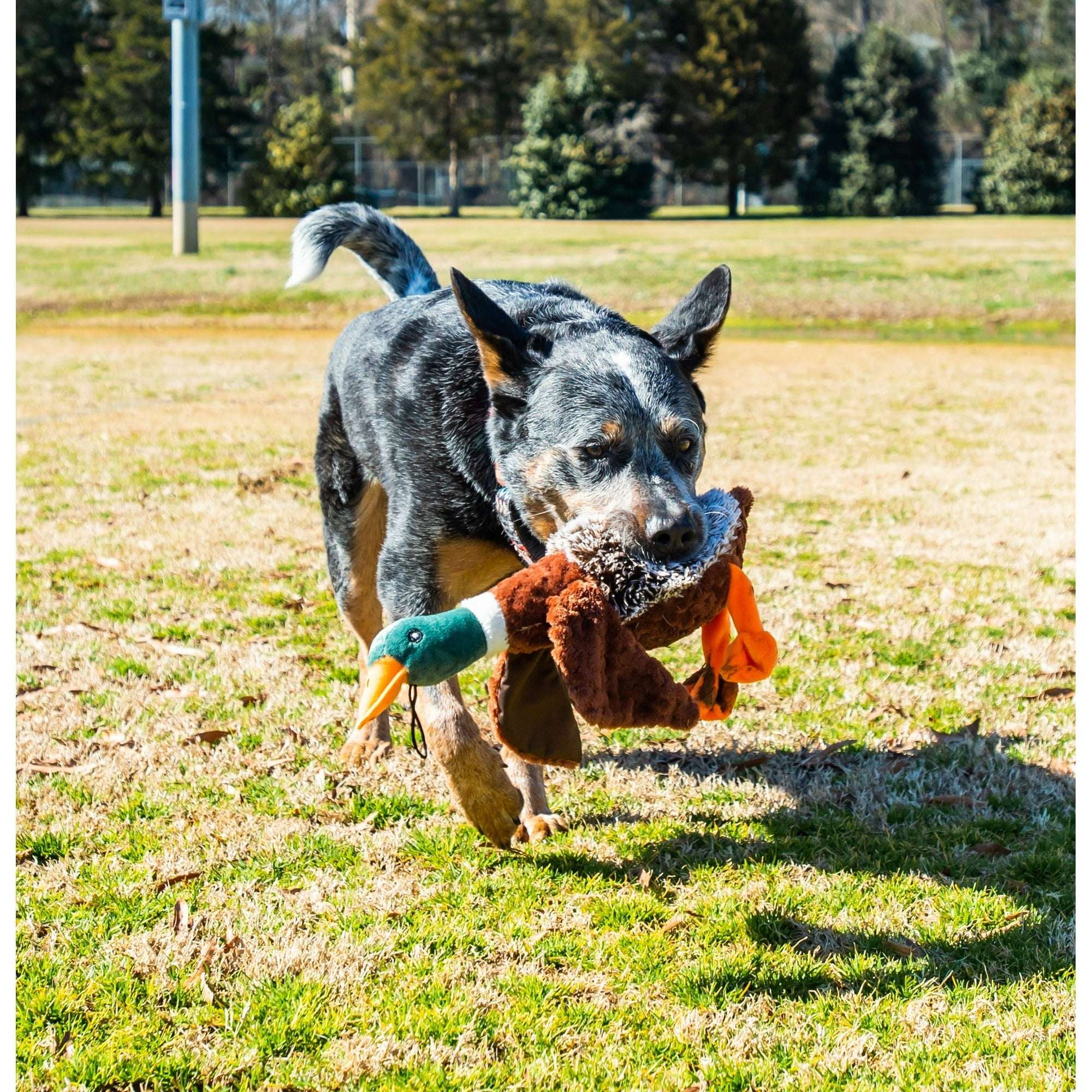 (3 pack) Vibrant Life Plush Duck Dog Toy with Honker