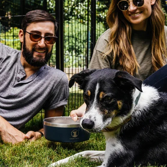 Lucky Dog Indulge 5, Double Wall 5 Cup Stainless Steel Dog Bowl, 2-pack - USA MEGA SHOP