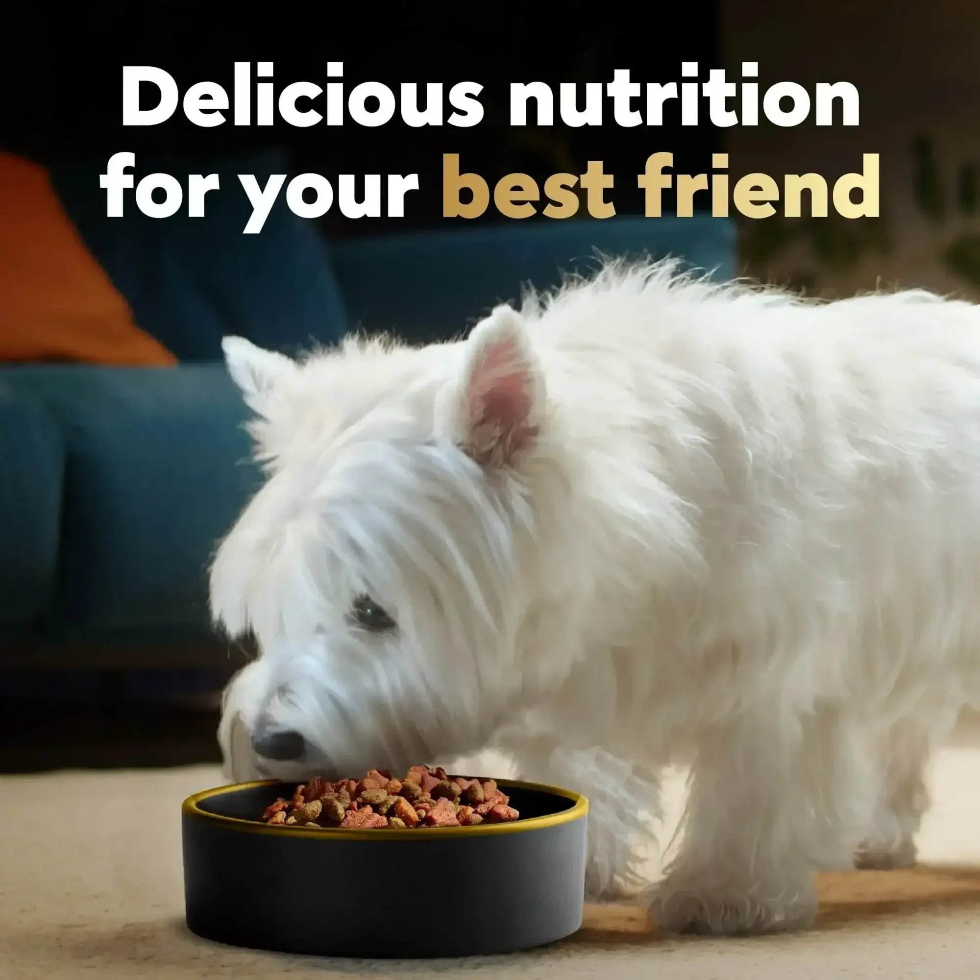 Cesar Filet Mignon and Spring Vegetables Dry Dog Food, 5 lb Bag