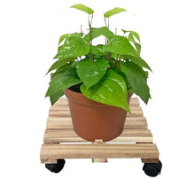 Wooden plant caddy with caster wheels holding a leafy green plant in a pot.
