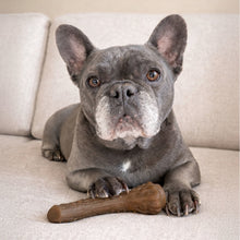 Grey French bulldog lying with a brown antler-shaped dog chew toy