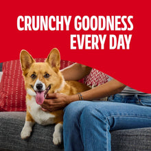 Flavored dog biscuit bones with a dog holding a treat, playful pose